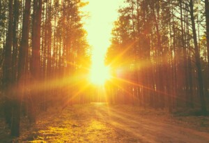 Timberline-Forest-Road-Sunset-Sunbeams-edited